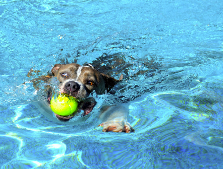 doggie-paddle